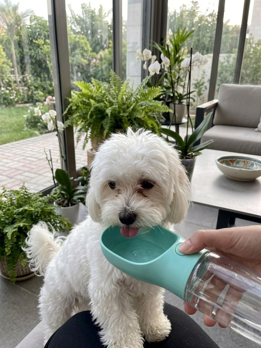 PawQuench